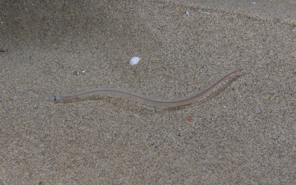 A glass eel, the young stage of the eel (here a European eel photographed in France)