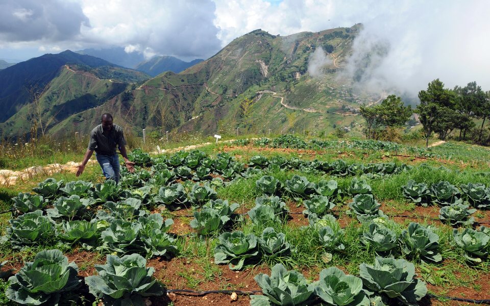 Cabbage growing at Wynne Farm in the mountains of Kenscoff in 2010